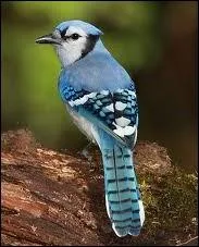 Sur quel continent vit le Geai bleu ?