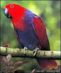 Le Grand Eclectus a un dimorphisme sexuel trs visible rare chez les psittacids. Le sujet de cette photo est :