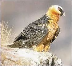 Quel est ce rapace diurne europen apparent aux vautours ?