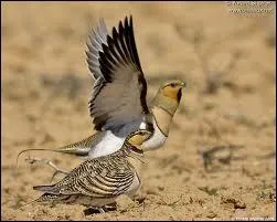 Cette espce de perdrix africaine vivant chez nous dans la Crau est une :