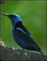 Le Guit-guit sa, qui vit dans les forts d'Amrique centrale est un oiseau :