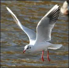 Quel est cet oiseau marin ?