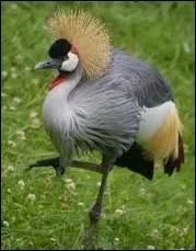 Ce superbe oiseau de la savane africaine est une :