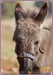 Quel est le nom de ce petit ne ?