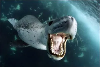 Il est la terreur des manchots !