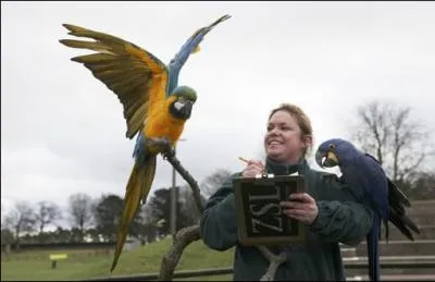 On peut les admirer en Amazonie !
