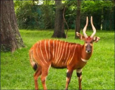 Il parcourt la jungle africaine !