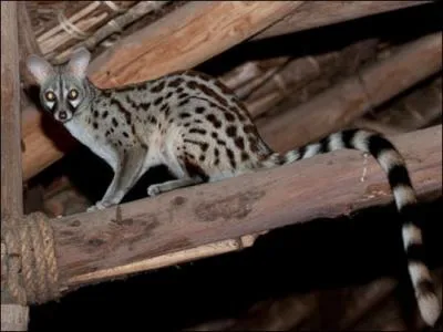 C'est un animal discret qui visite souvent nos greniers !