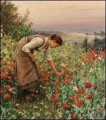 La cueillette des coqueliquots