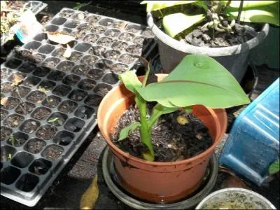 Dans quelques mois, cette plante va donner :