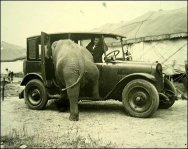 Selon une rumeur, l'lphant craindrait tout particulirement un animal !