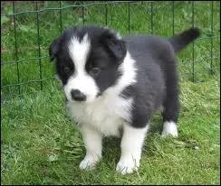 Quelle est cette race ?