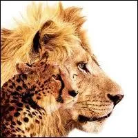 ' Flins ' documentaire animalier qui sort aujourd'hui au cinma , a t tourn dans quel pays africain ?