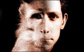 L'homme est un primate ?