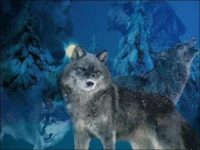 A quelle vitesse un loup peut-il se dplacer ?