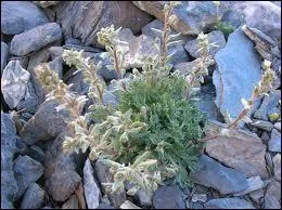 Quelles sont ces fleurs de montagne ?