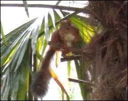 Qu'est-ce que le raphia ?