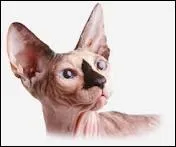 Quelle est l'origine du chat sphinx ?