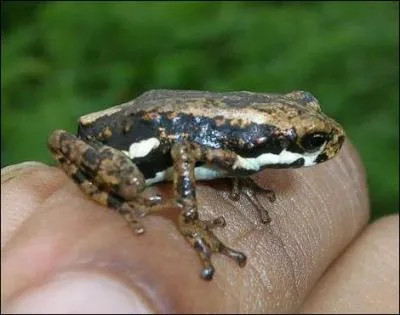 Une grenouille peut-elle tre mortelle pour un tre humain ?