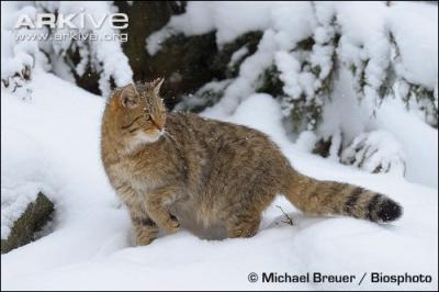 Il hante nos forts tout en restant trs discret, c'est le lynx !