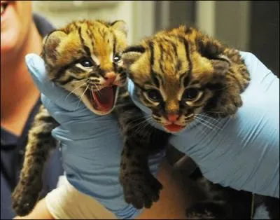 Ils ont t conus en Amrique du Sud, ces ...