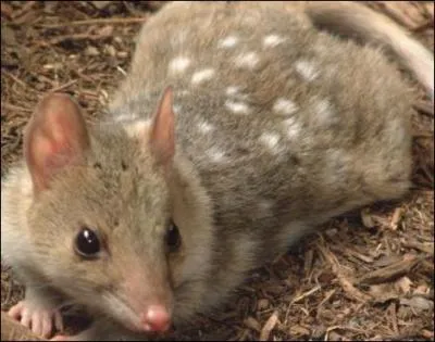 Il vit dans le mme pays que le prcdent, le ...