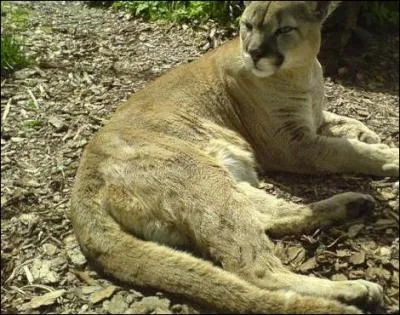 Il vit aussi bien dans la jungle que dans la montagne !