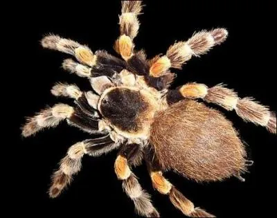 Comment fait une araigne pour dguster sa proie ?