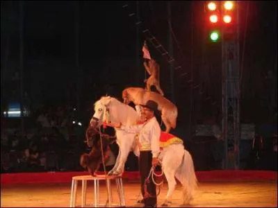 Combien comptez-vous de primates sur la photo (agrandissez la photo) ?