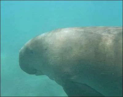 Il est considr comme  l'origine du mythe des sirnes, le ...