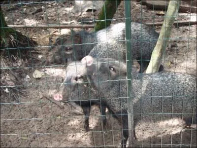 Ce sont des sangliers !