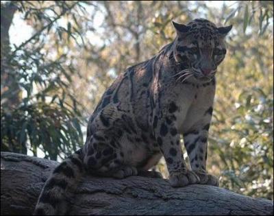 En 2007, on s'est rendu compte que le léopard tacheté de Bornéo était légèrement différent de la panthère nébuleuse !