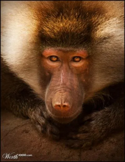 Ses canines sont plus longues que celles de la panthre, c'est le ...