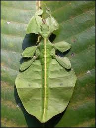 Cet insecte ressemble étonnement à une feuille, c'est ...