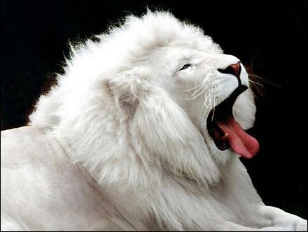 Cette photo est un trucage, un lion ne peut pas être blanc !