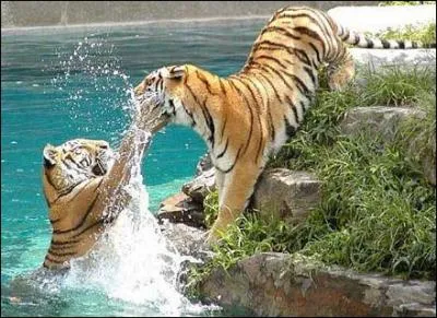 Les tigres n'aiment pas l'eau !