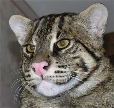 On l'appelle l'ocelot, il vit en Amérique latine !