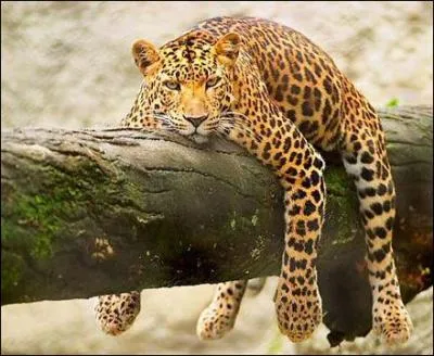 Il monte sa proie sur un arbre !