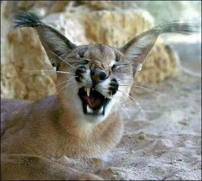 Il vit en Afrique noire !