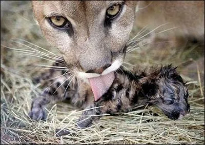 Déjà cités dans une question précédente, cette mère et son petit vivent sur le continent américain !