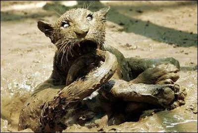 Ce flin est pris dans des sables mouvants !