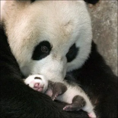 Lorsqu'une maman panda a deux petits, l'un d'eux est condamn !