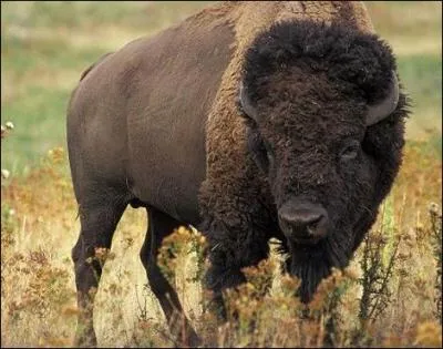 Buffalo Bill est venu chasser le bison en Europe !