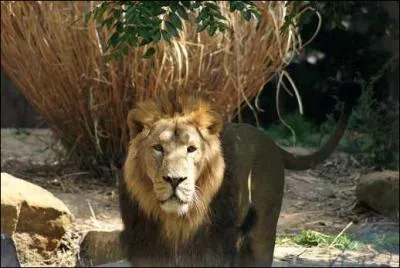 Ce lion vit dans le mme pays que le tigre !