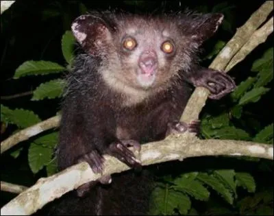 Cet animal, le aye aye de Madagascar, est nocturne et omnivore !