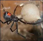 Cette veuve noire est en train d'emmailloter une proie !