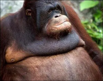 Comme le chimpanz, l'orang outang fabrique un nid pour dormir !