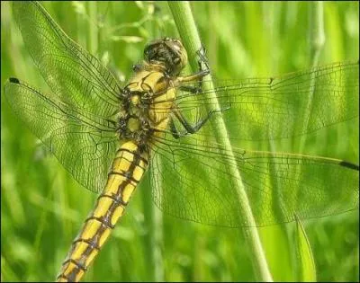 La libellule a un surnom !