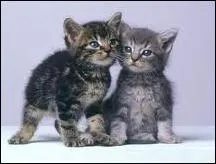 Combien y a-t-il de chats ?