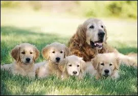 Combien y a-t-il de chiens ?